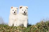 CHIOTS - PUPPIES